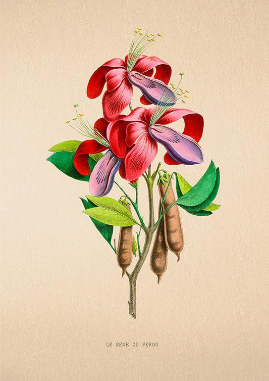 Le Sene du Perou - Vintage Flower Poster - Classic Posters