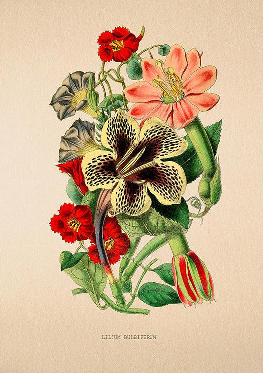 Lilium Bulbiferum - Vintage Flower Poster - Classic Posters