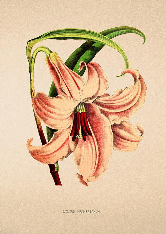 Lilium Kramerianum - Vintage Flower Poster - Classic Posters