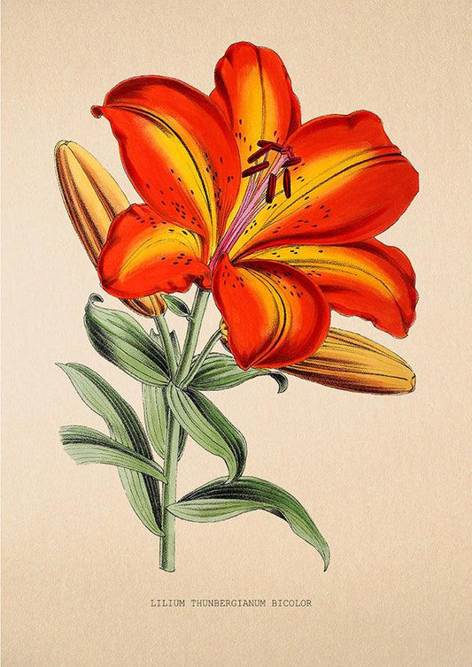 Lilium Thunbergianum - Vintage Flower Poster - Classic Posters