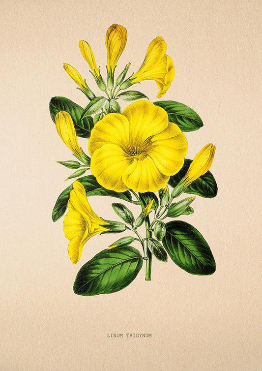 Lilium Trigynum - Vintage Flower Poster - Classic Posters