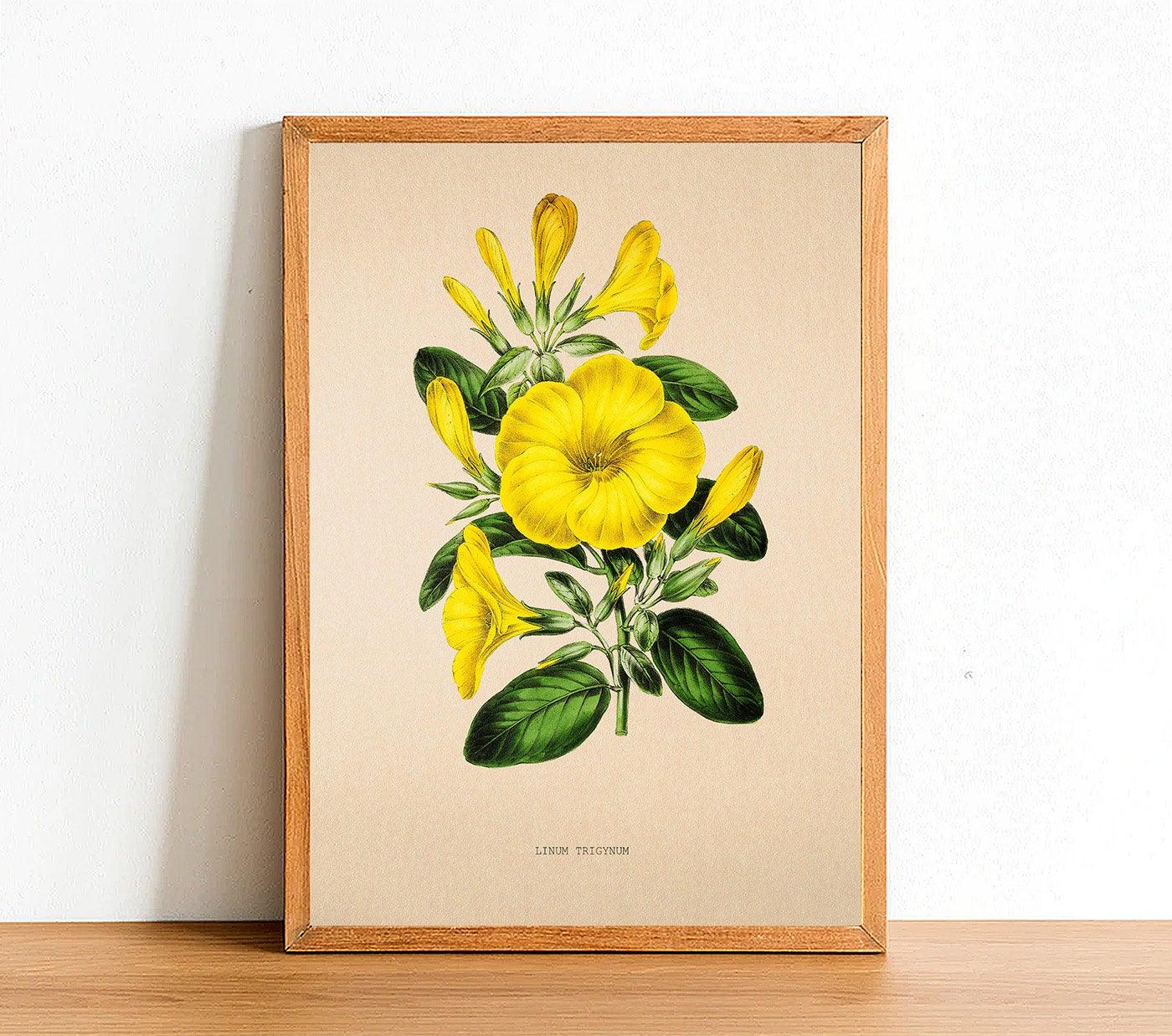 Lilium Trigynum - Vintage Flower Poster - Classic Posters