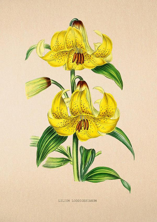 Loddiges Lily - Vintage Flower Poster - Lilium Loddigesianum - Classic Posters