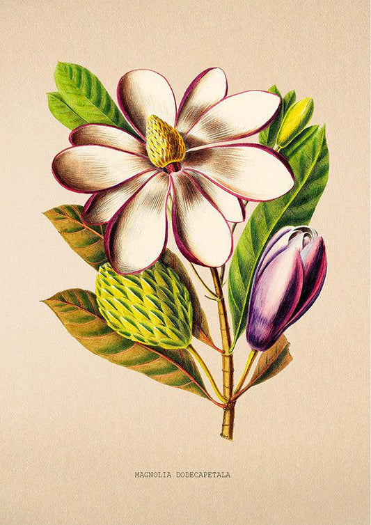 Magnolia Dodecaptetala - Vintage Flower Poster - Classic Posters