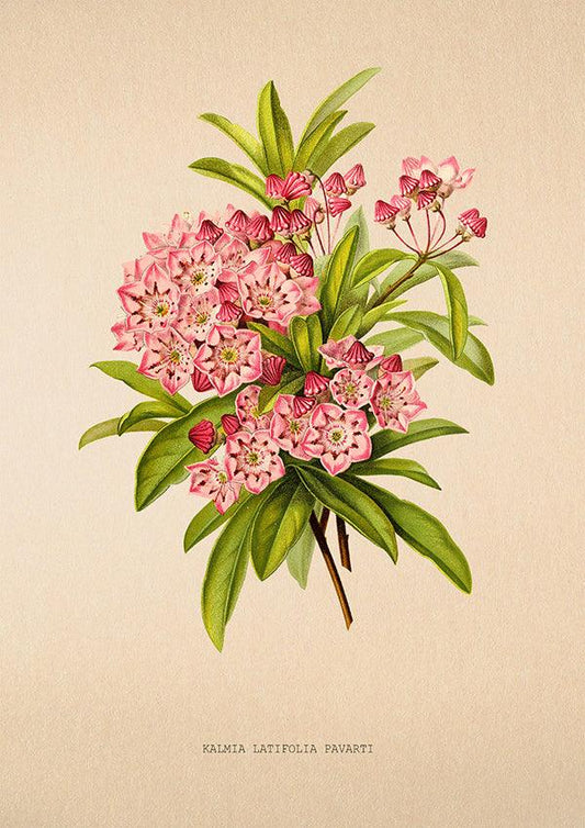 Mountain Laurel - Vintage Flower Poster - Kalmia - Classic Posters