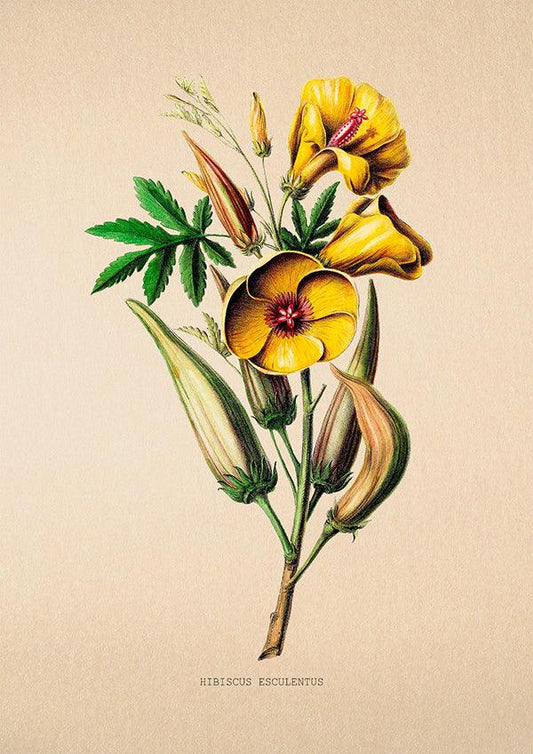Okra - Vintage Flower Poster - Hibiscus Esculentus - Classic Posters