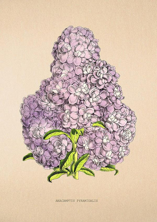 Orchid - Vintage Flower Poster - Anacamptis Pyramidalis - Classic Posters