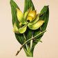 Orchid - Vintage Flower Poster - Cycnoches Ventricosum - Classic Posters