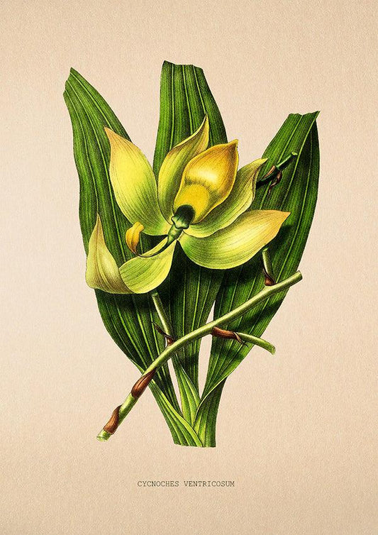 Orchid - Vintage Flower Poster - Cycnoches Ventricosum - Classic Posters