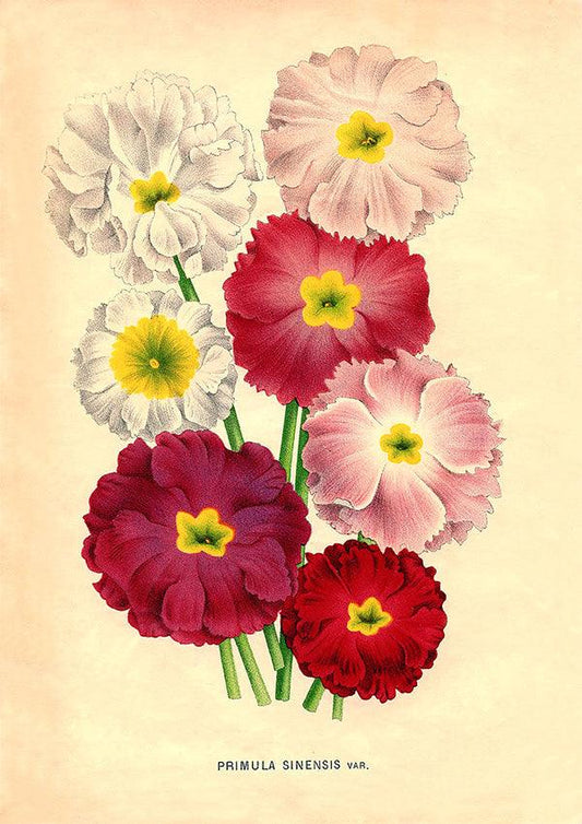 Primerose - Vintage Flower Poster - Primula Sinensis - Classic Posters