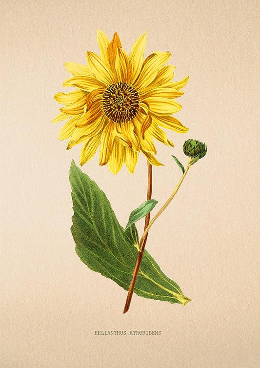 Purpledisc Sunflower - Vintage Flower Poster - Atrorubens - Classic Posters