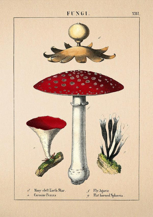 Red Mushroom - Antique Botanical Poster - Classic Posters