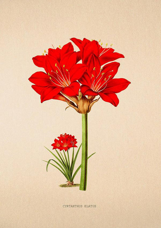 Scarborough Lily - Vintage Flower Poster - Cyrtanthus Elatus - Classic Posters