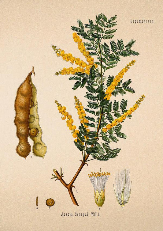 Senegalia - Antique Botanical Poster - Acacia Senegal - Classic Posters