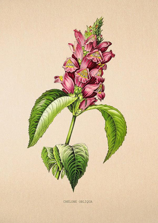 Turtlehead - Vintage Flower Poster - Chelone Obliqua - Classic Posters
