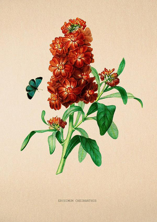 Wallflower - Vintage Flower Poster - Erysimum Cheiranthus - Classic Posters