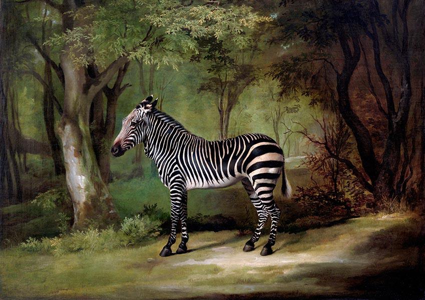 Zebra - 1763 - George Stubbs - Fine Art Print - Classic Posters