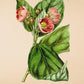 Abutilum Paeoniaeflorum - Vintage Flower Print - Classic Posters
