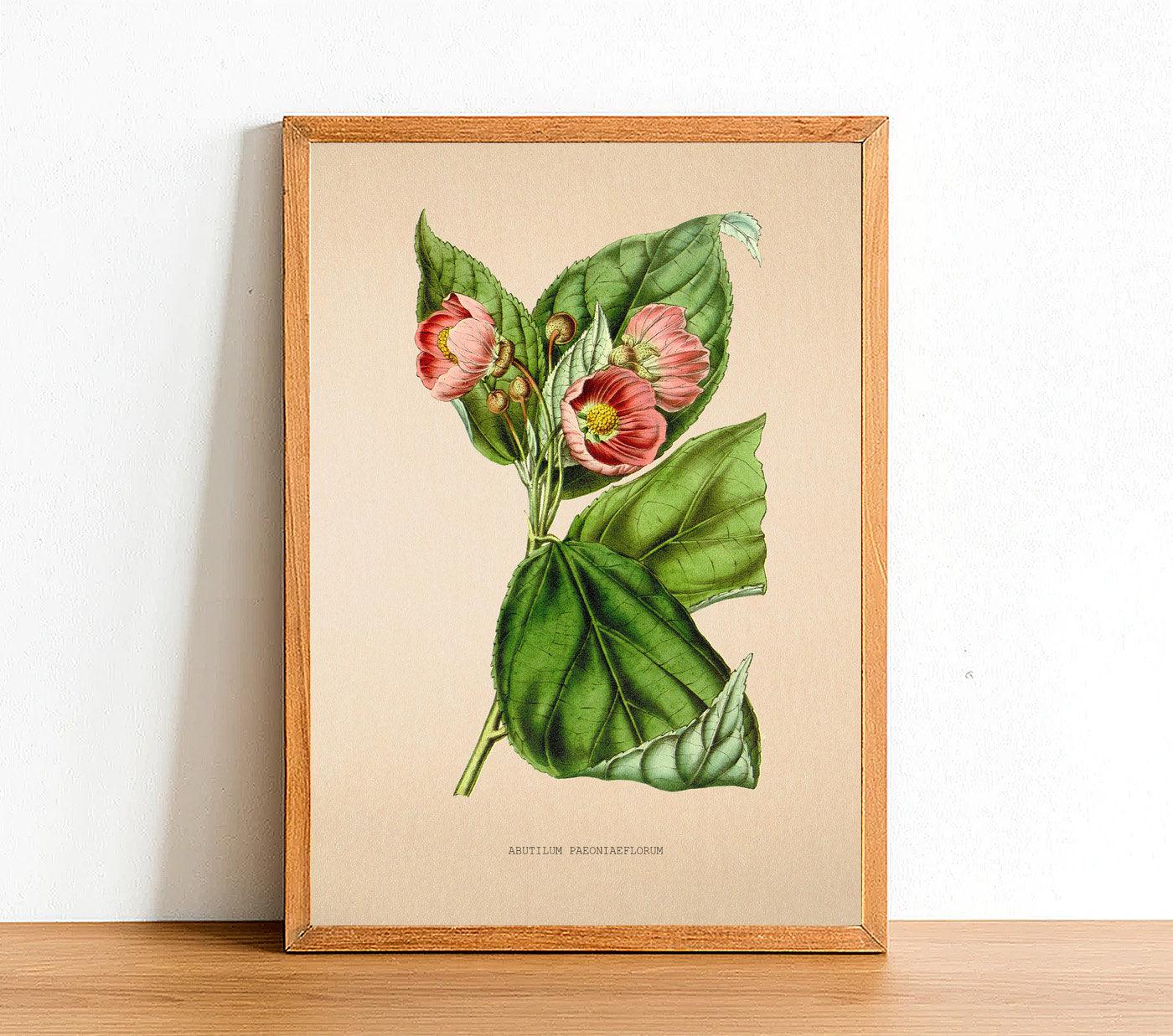 Abutilum Paeoniaeflorum - Vintage Flower Print - Classic Posters