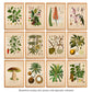Adenocalymna Nitida - Vintage Flower Print - Classic Posters
