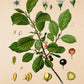 Alder Buckthorn - Vintage Flower Print - Rhamnus Frangula - Classic Posters
