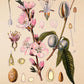 Almond - Antique Botanical Poster - Amygdalus Communis - Classic Posters