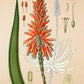 Aloe Socotrina - Antique Botanical Poster - Classic Posters