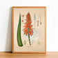 Aloe Socotrina - Antique Botanical Poster - Classic Posters