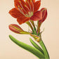 Amaryllis Speciosa - Vintage Flower Print - Classic Posters