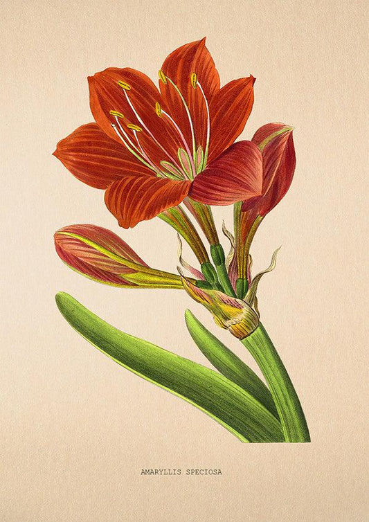 Amaryllis Speciosa - Vintage Flower Print - Classic Posters