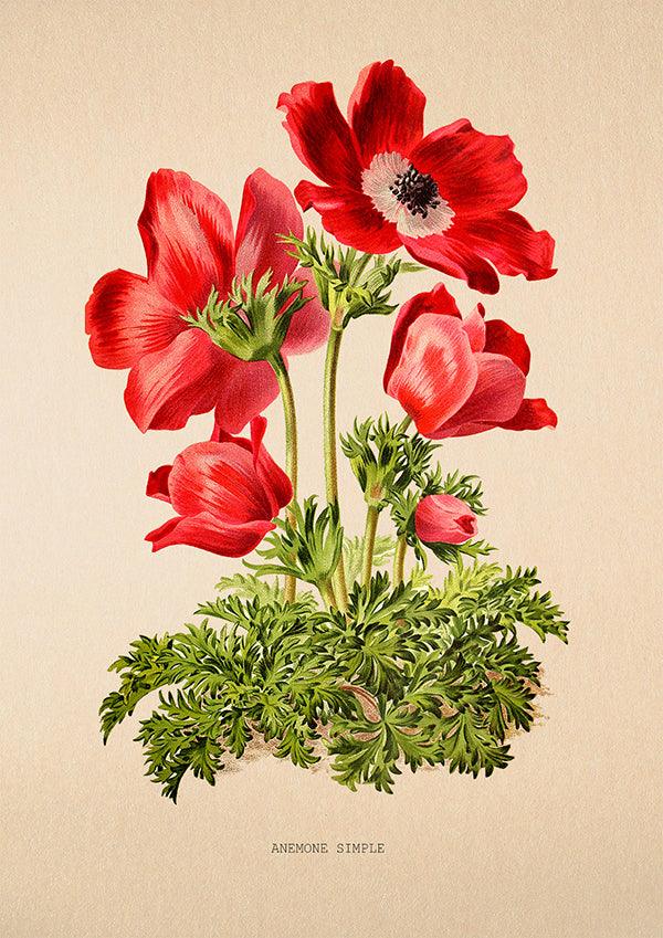 Anemone Simple - Vintage Flower Print - Classic Posters