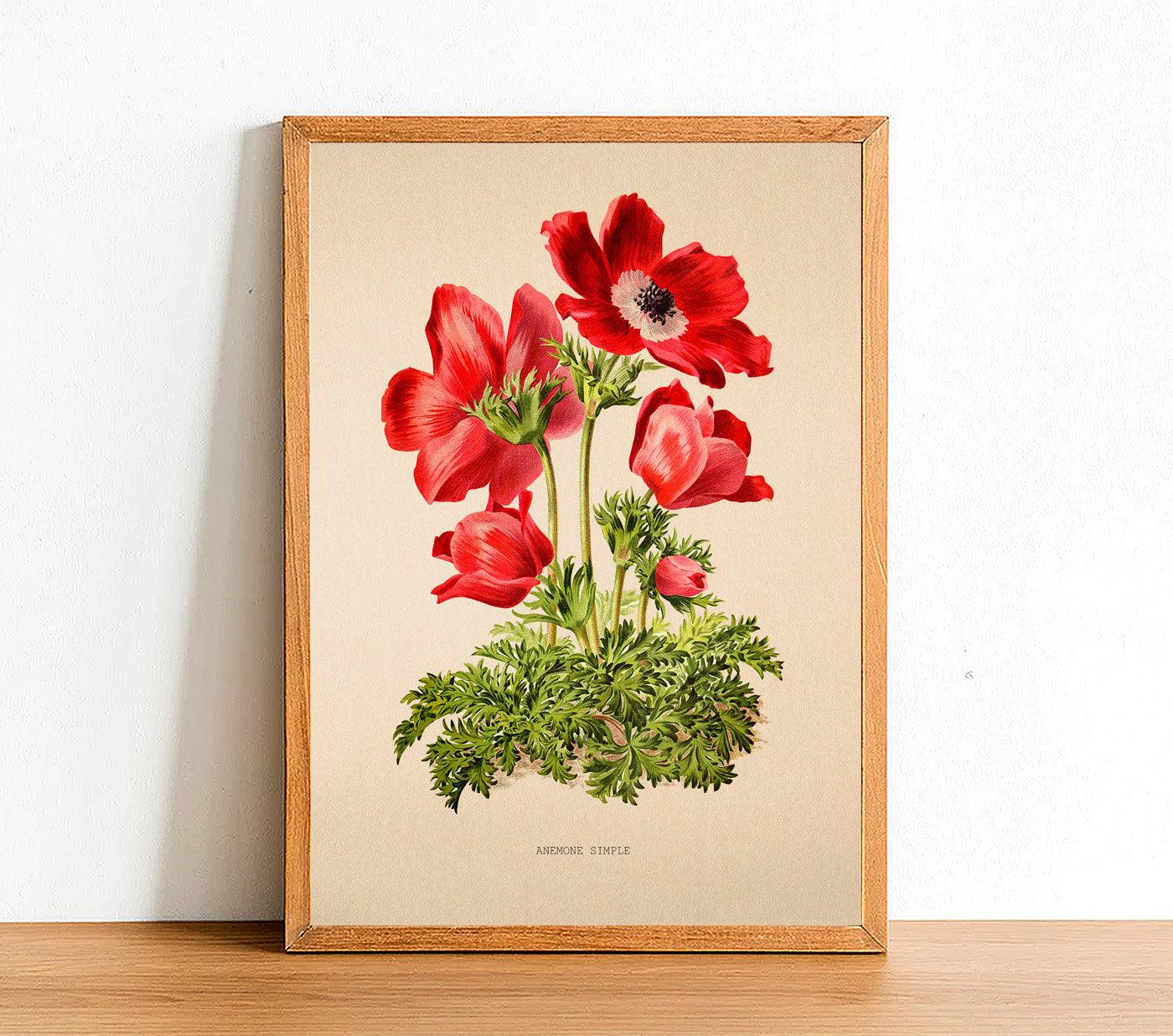 Anemone Simple - Vintage Flower Print - Classic Posters