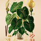 Angel Wings Caladium - Antique Botanical Poster - Classic Posters