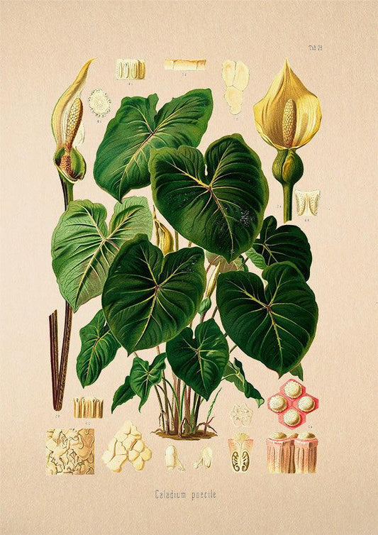 Angel Wings Caladium - Antique Botanical Poster - Classic Posters