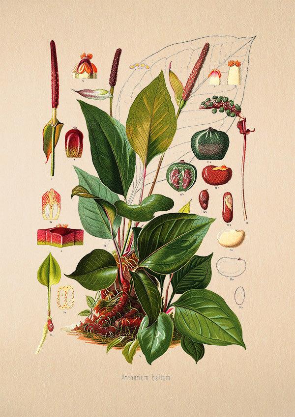 Anthurium Bellum - Antique Botanical Poster - Classic Posters