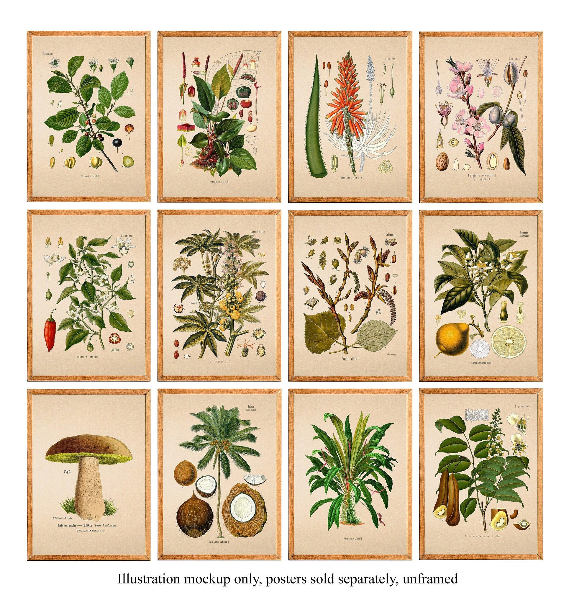 Anthurium Bellum - Antique Botanical Poster - Classic Posters