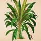 Anthurium Jilekii - Antique Botanical Poster - Classic Posters