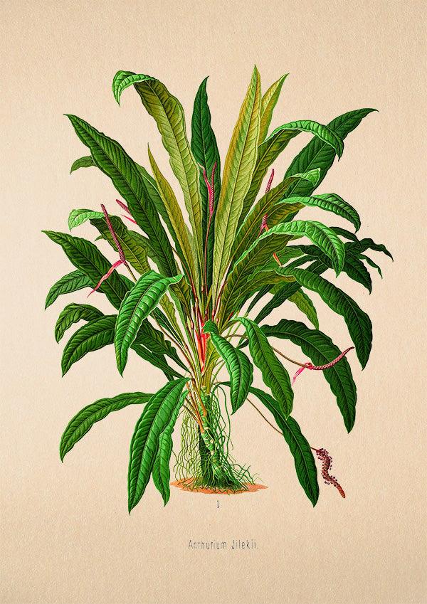 Anthurium Jilekii - Antique Botanical Poster - Classic Posters