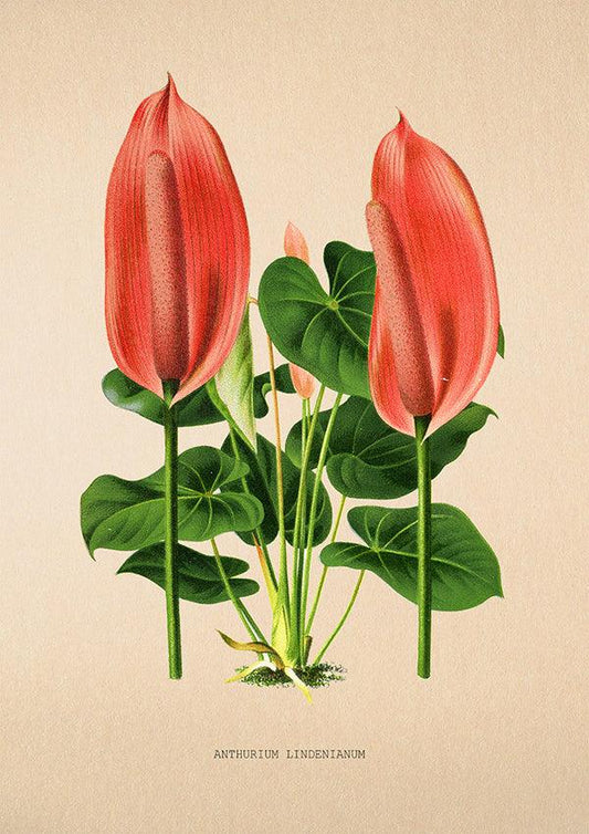 Anthurium Lindenianum - Vintage Flower Print - Classic Posters