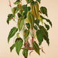 Anthurium Maximiliani - Antique Botanical Poster - Classic Posters