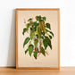 Anthurium Maximiliani - Antique Botanical Poster - Classic Posters