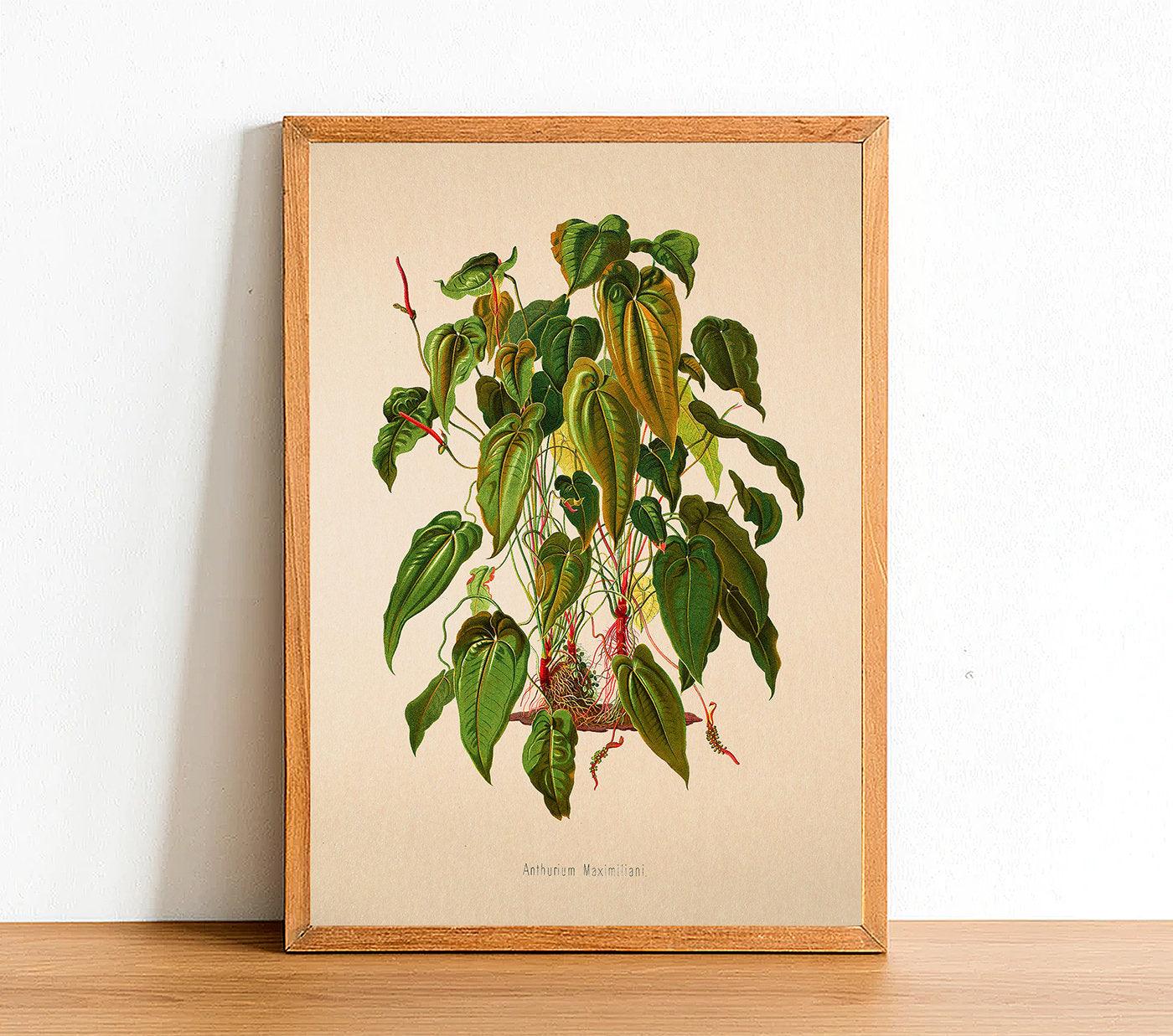 anthurium print 1950s Anthurium Maximiliani