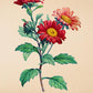 Aster Chinensis - Vintage Flower Print - Classic Posters