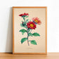 Aster Chinensis - Vintage Flower Print - Classic Posters