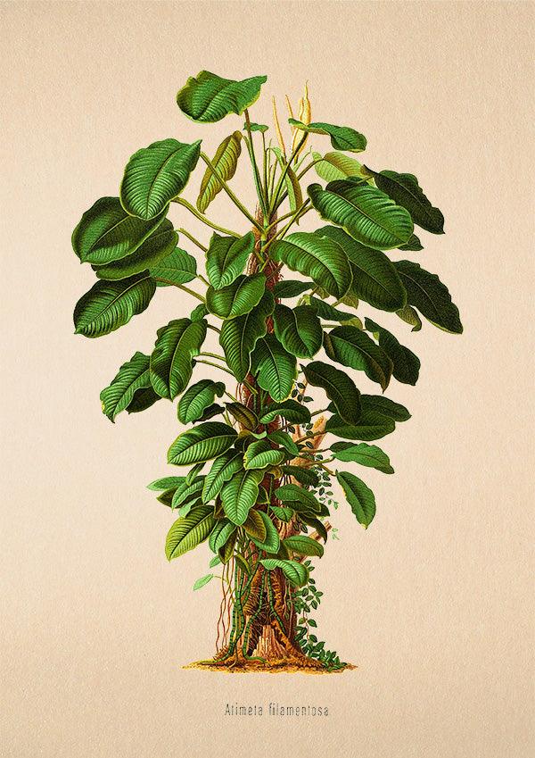 Atimeta Filamentosa - Antique Botanical Poster - Classic Posters