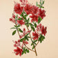 Azalea Amoena - Vintage Flower Print - Classic Posters