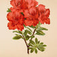 Azalea Indica Eeckhaute - Vintage Flower Print - Classic Posters