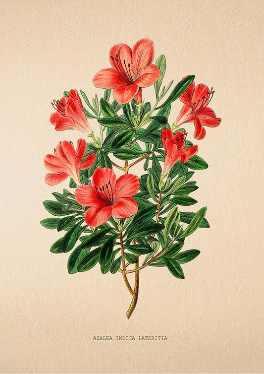 Azalea Indica Lateritia - Vintage Flower Print - Classic Posters
