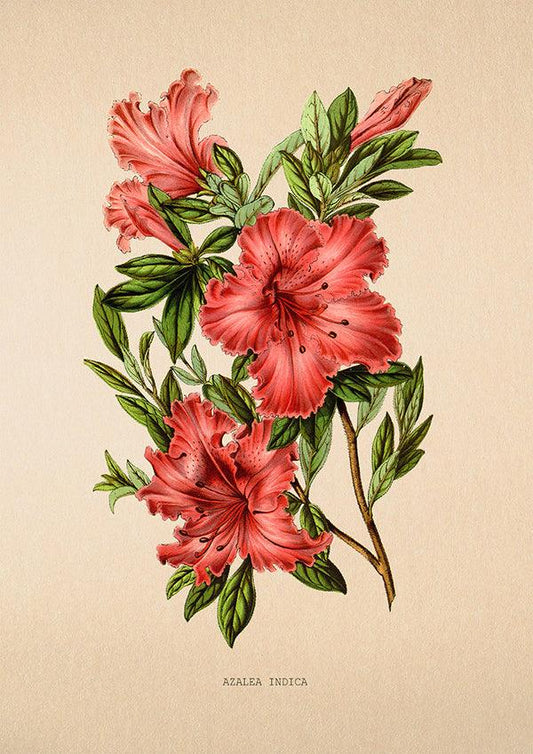 Azalea Indica - Vintage Flower Print - Classic Posters