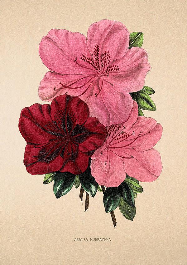 Azalea Murrayana - Vintage Flower Print - Classic Posters